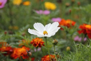 white-blossom-184571_1920