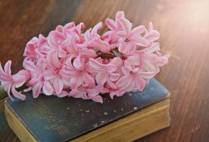 hyacinth-782328_1280