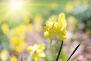 daffodil-1358940_1920